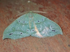 Omizodes ocellata