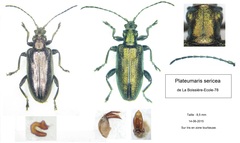 Plateumaris sericea