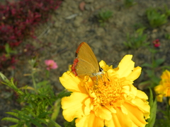 Heliophorus epicles