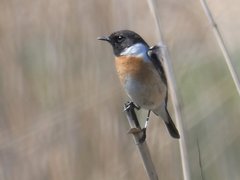 Saxicola maurus maurus