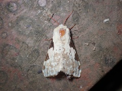 Disparctia varicolor