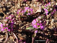 Pleurophora pungens