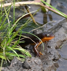 Taricha granulosa