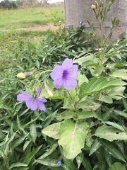 Ruellia ciliatiflora
