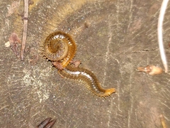 Henia vesuviana