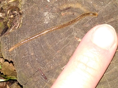 Henia vesuviana