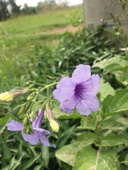Ruellia ciliatiflora
