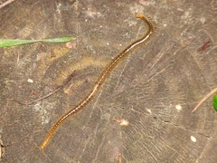 Henia vesuviana