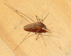 Mansonia uniformis