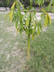 Ceiba pentandra