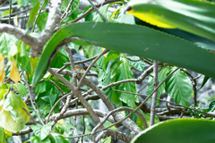 Turdus plumbeus coryi