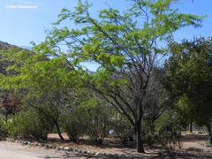 Prosopis chilensis