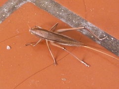 Neoconocephalus brevis