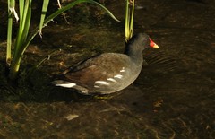 Gallinula chloropus