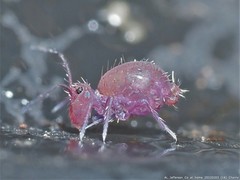Ptenothrix unicolor
