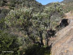 Spinoliva ilicifolia