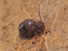 Sminthurus bivittatus