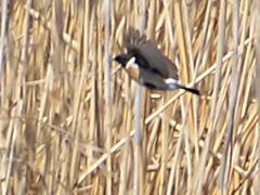 Saxicola maurus maurus