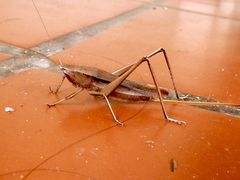 Neoconocephalus brevis