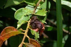 Helias phalaenoides