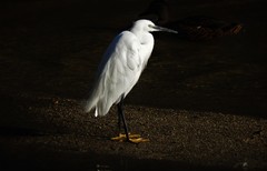 Egretta garzetta