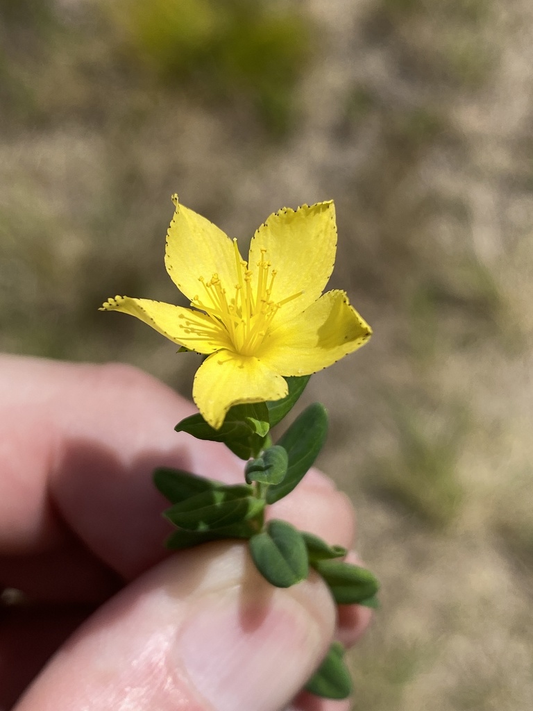 Small Hypericum small Hypericum from Knysna, WC, ZA on January 30, 2022 at 01:06 PM by ...