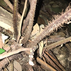 Tectaria multicaudata