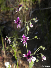 Schizanthus parvulus