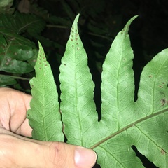 Tectaria multicaudata