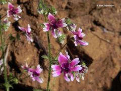 Schizanthus parvulus