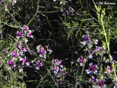 Schizanthus parvulus