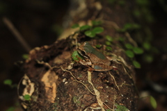 Smilisca cyanosticta