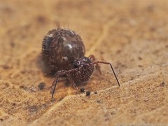 Sminthurus bivittatus