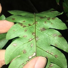Tectaria multicaudata