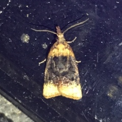 Platynota flavedana
