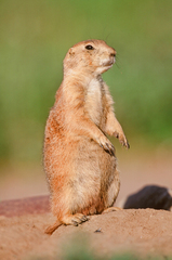 Cynomys ludovicianus