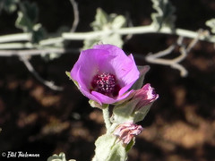 Sphaeralcea obtusiloba