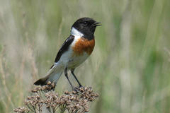 Saxicola maurus variegatus