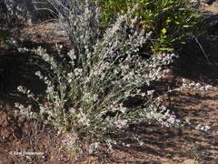 Sphaeralcea obtusiloba