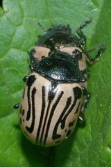 Calligrapha dislocata