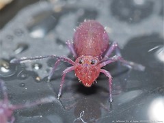 Ptenothrix unicolor