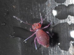Ptenothrix unicolor