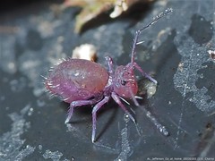 Ptenothrix unicolor