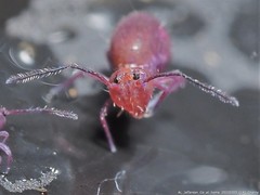 Ptenothrix unicolor