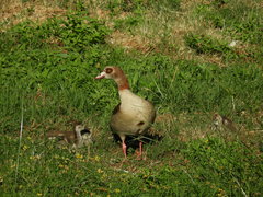 Alopochen aegyptiaca