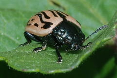 Calligrapha dislocata