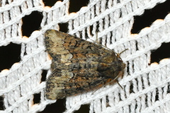 Oligia strigilis