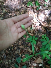 Allium decipiens quercetorum