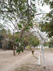 Vachellia pringlei