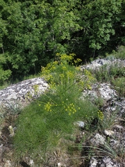 Prangos trifida